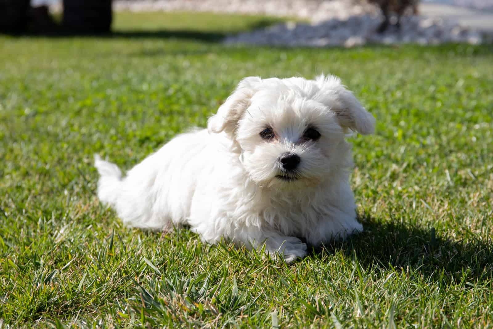 Maltese lying on grass