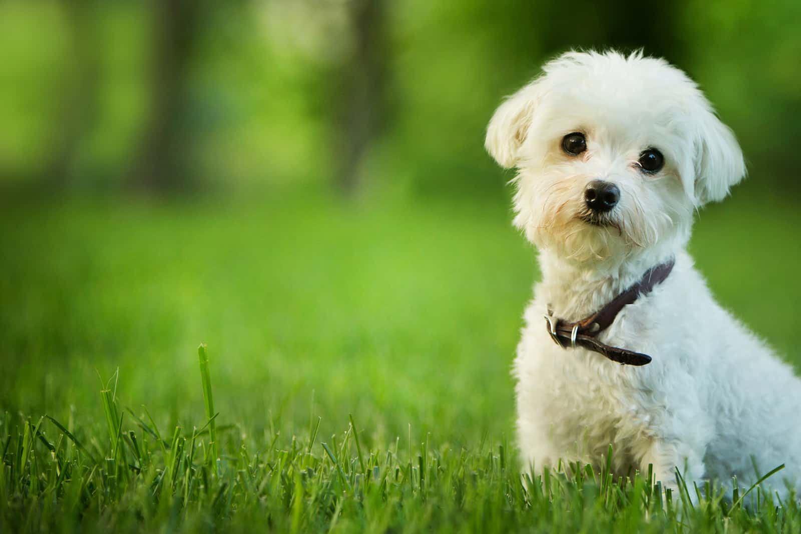 Maltese Mixes: 29 Gorgeous Maltese Hybrid Dogs