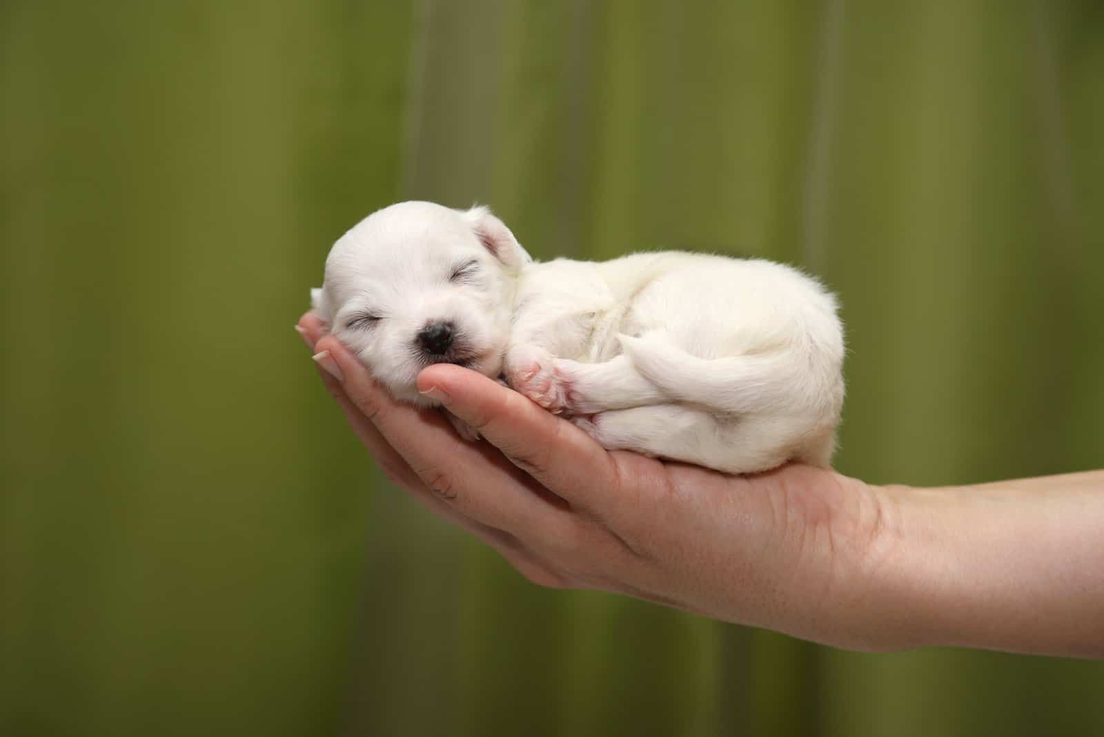 Maltese puppy