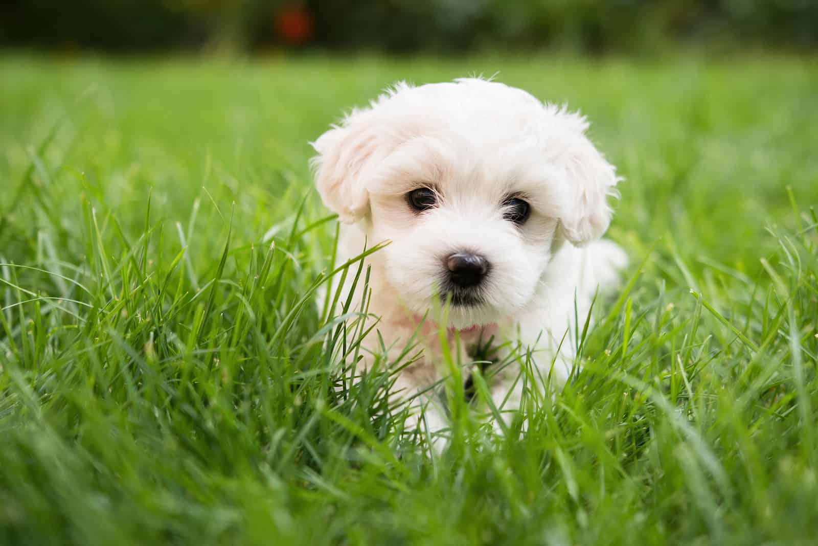 Maltese puppy in grass