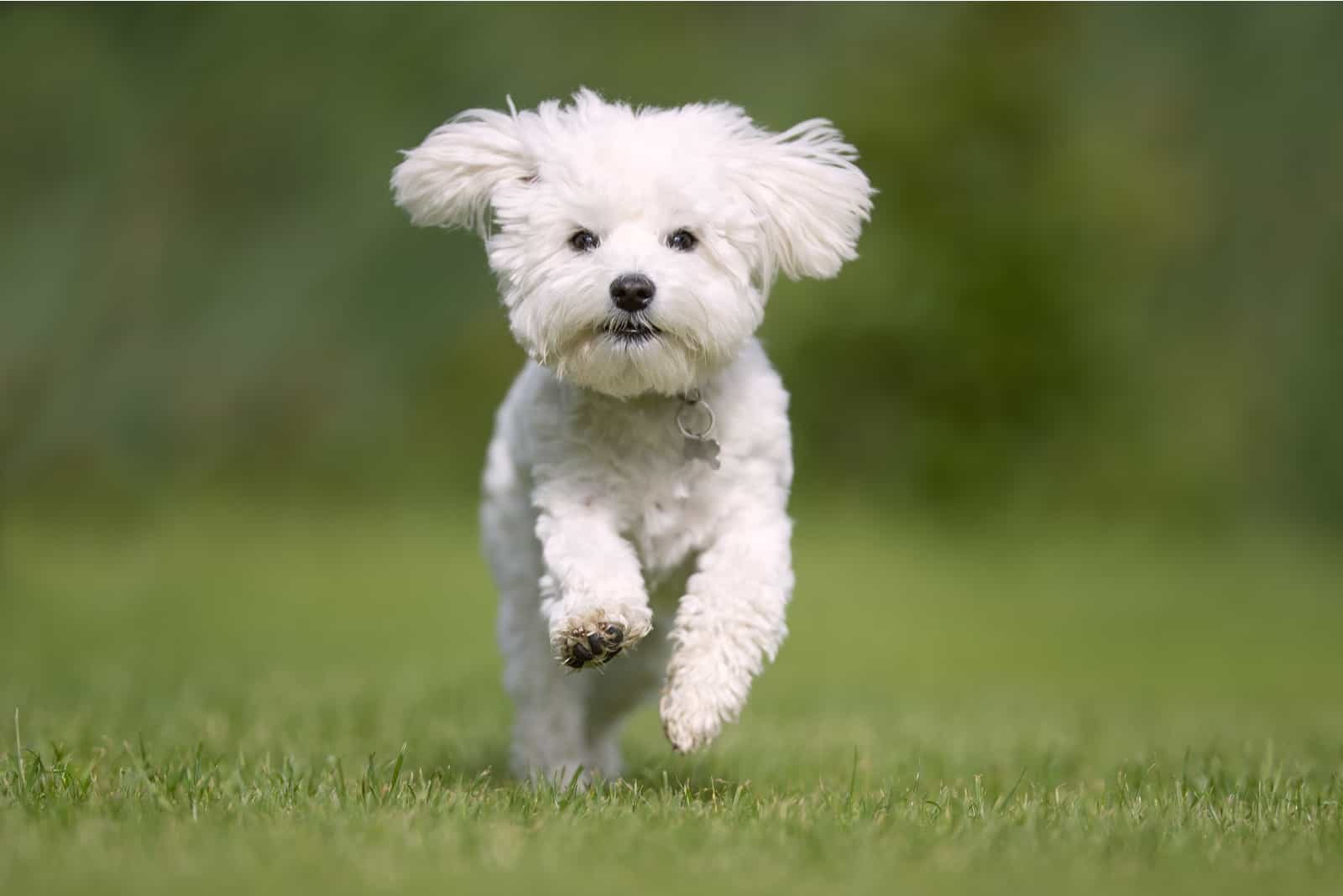 Maltese running outside