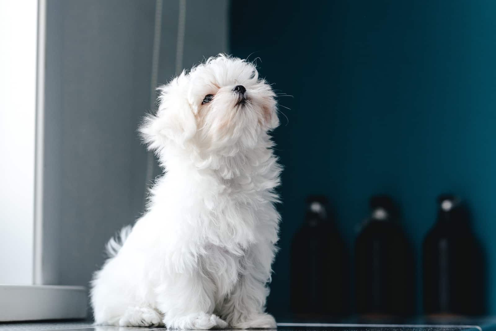 Maltese sitting on carpet