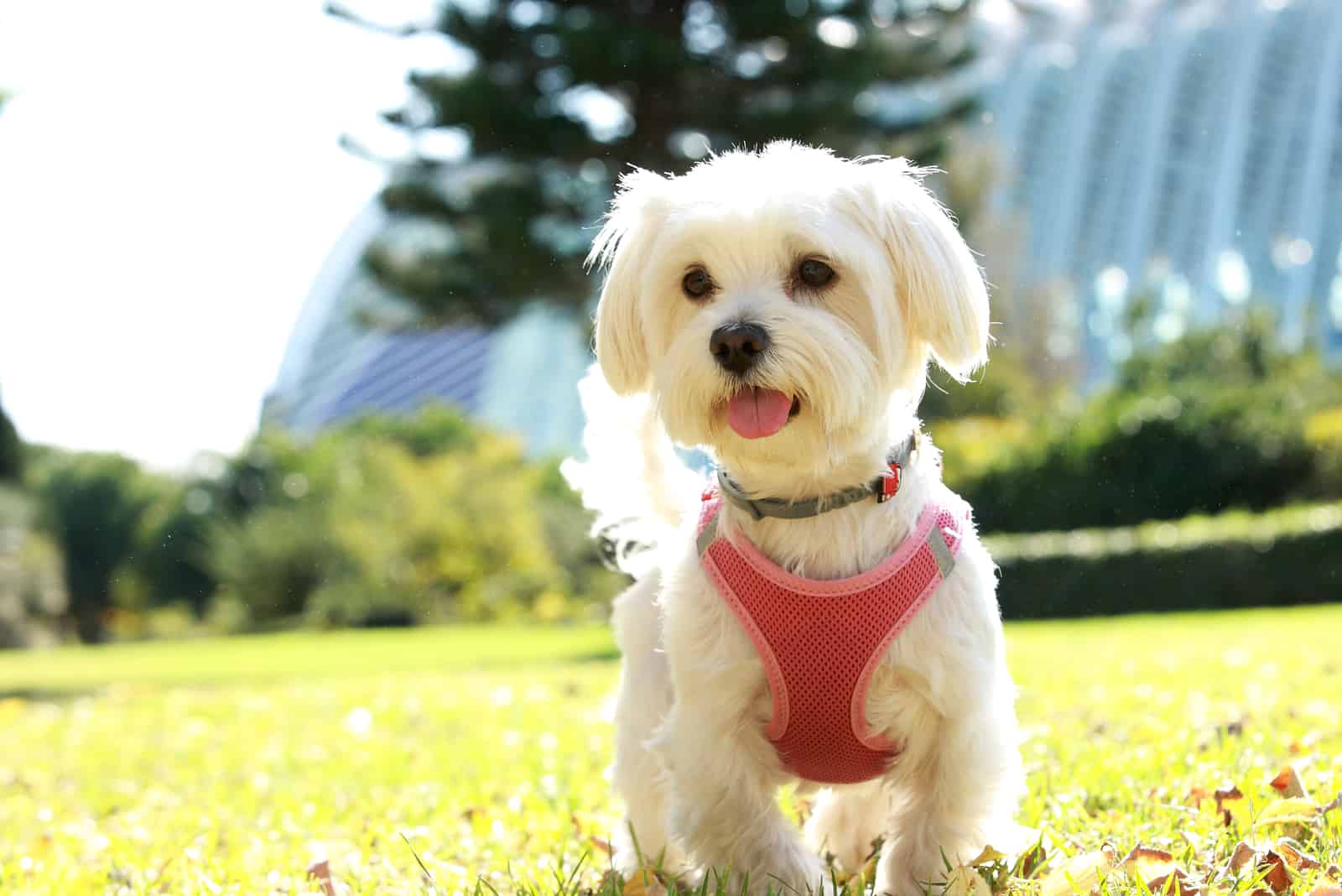 Maltese standing on grass