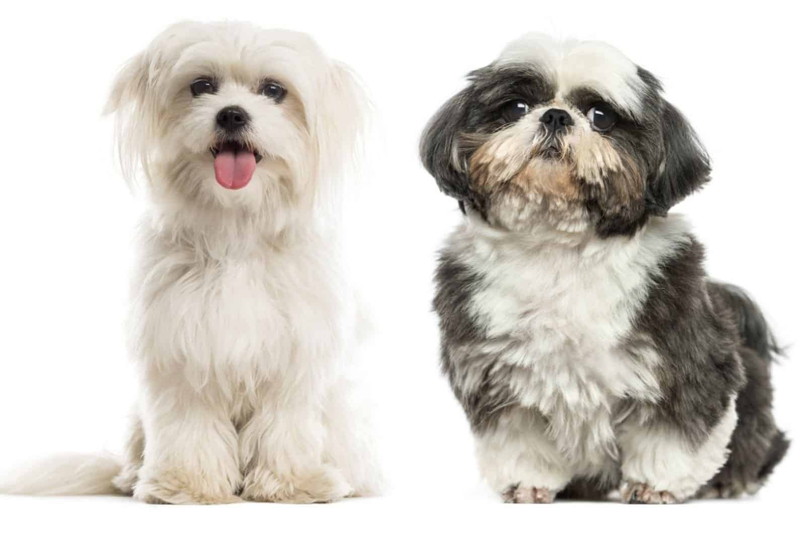 Maltese Vs Shih Tzu: Which Pooch Should I Get?