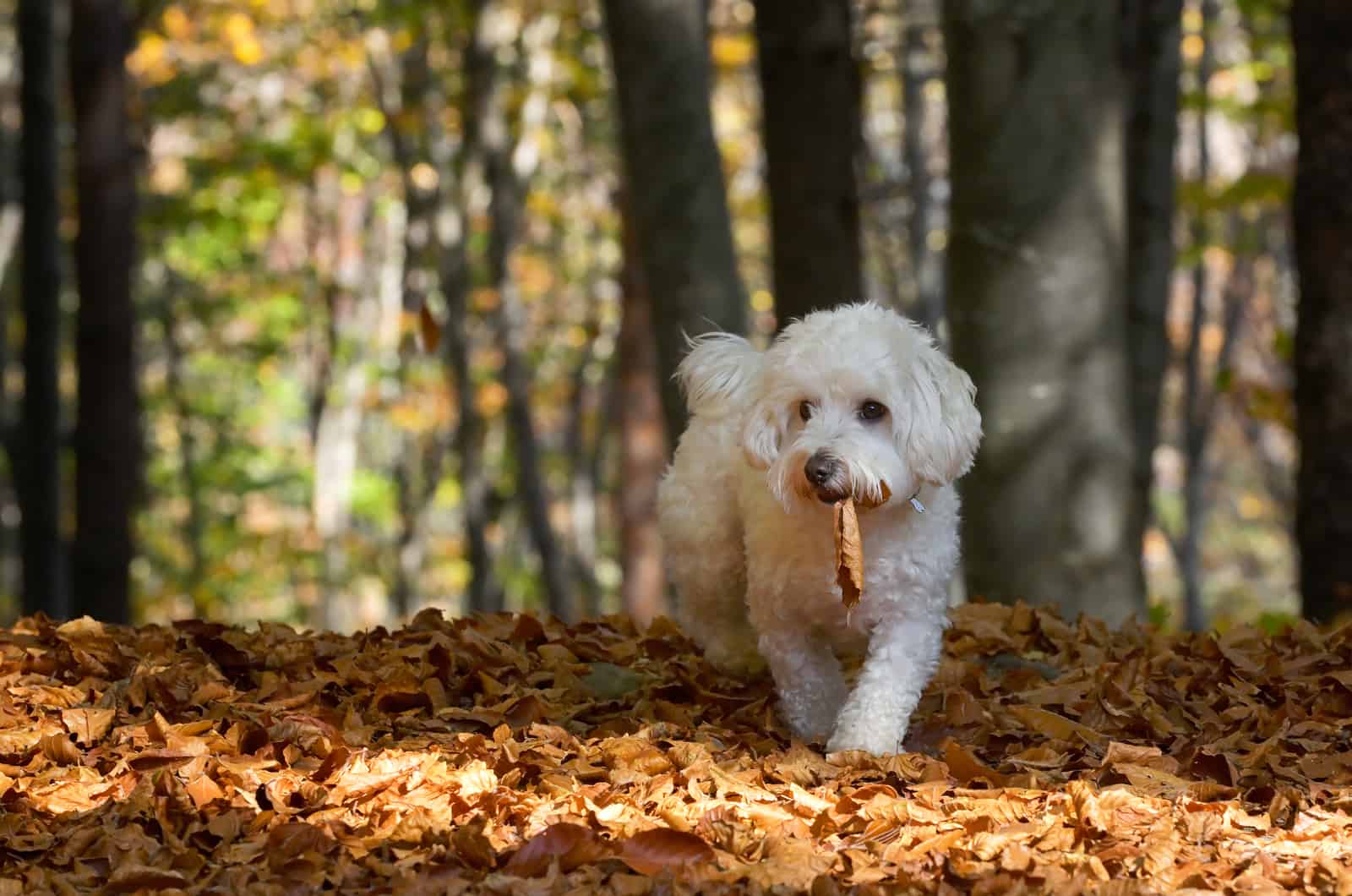 maltese walking through forest carrying a leaf