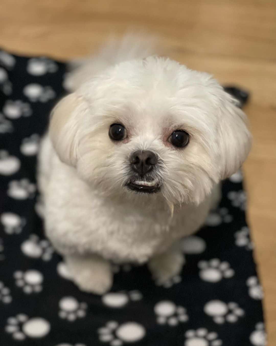 Malti-Pug sits and looks at the camera