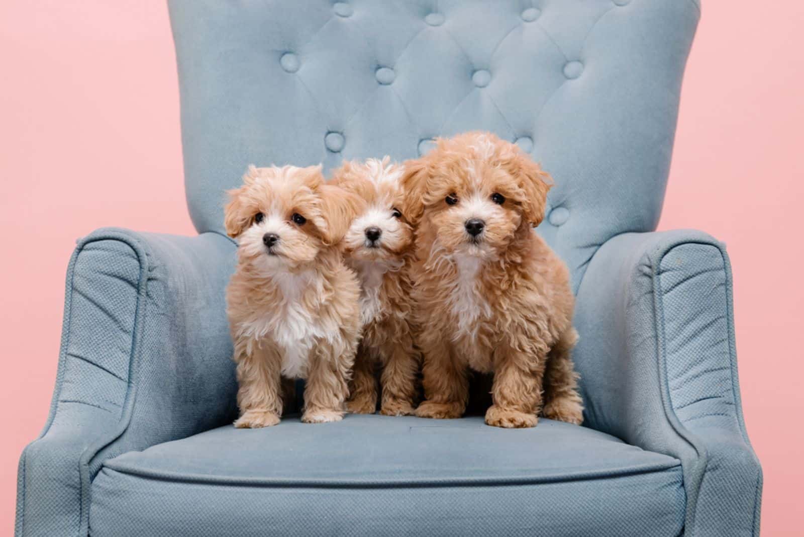 Maltipoo Breeders In Oregon – 3 Is The Pawfect Number