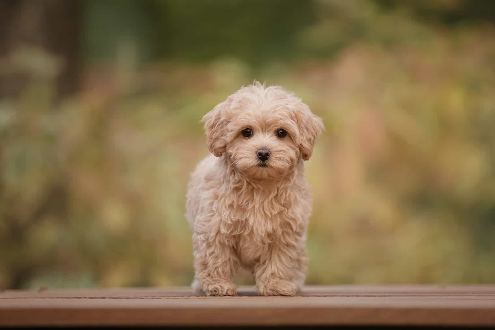 Maltipoo Colors: Everything You Need To Know