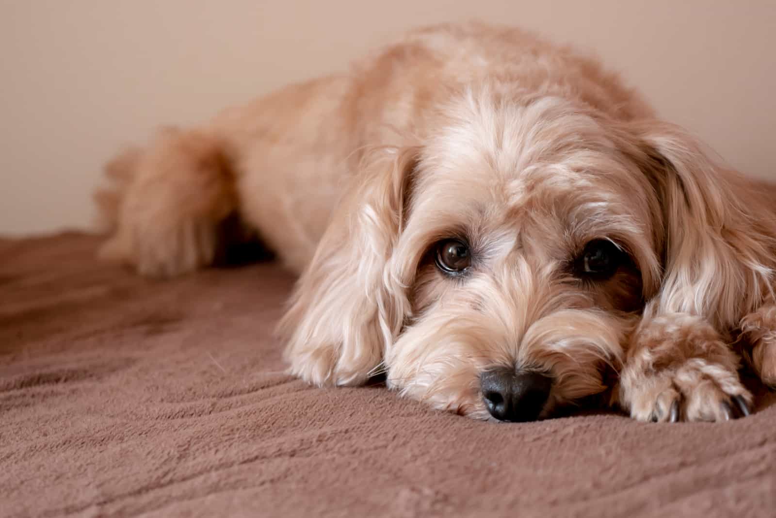 Maltipoo dog is lying in a bed