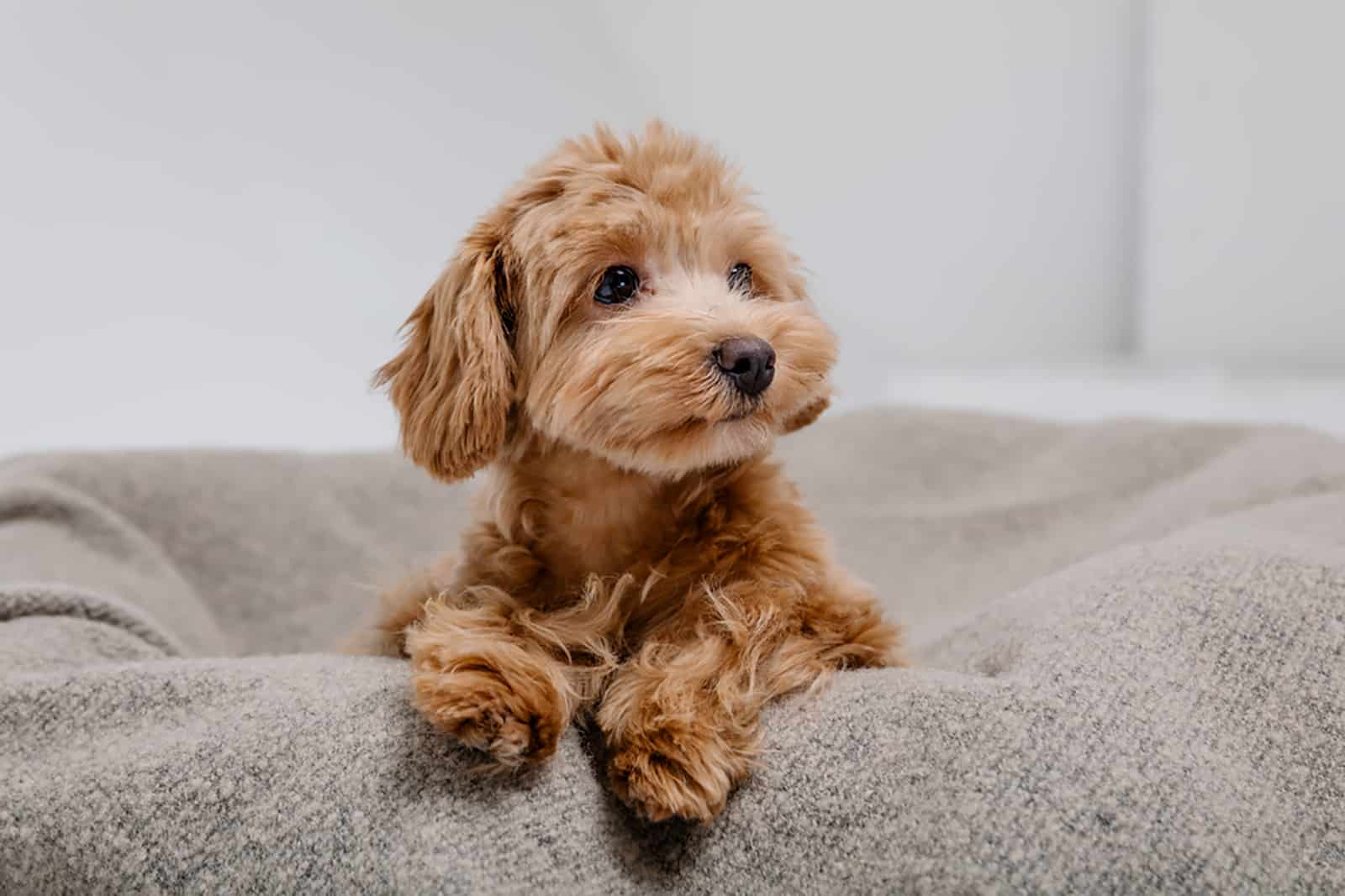 maltipoo dog sitting in the bed