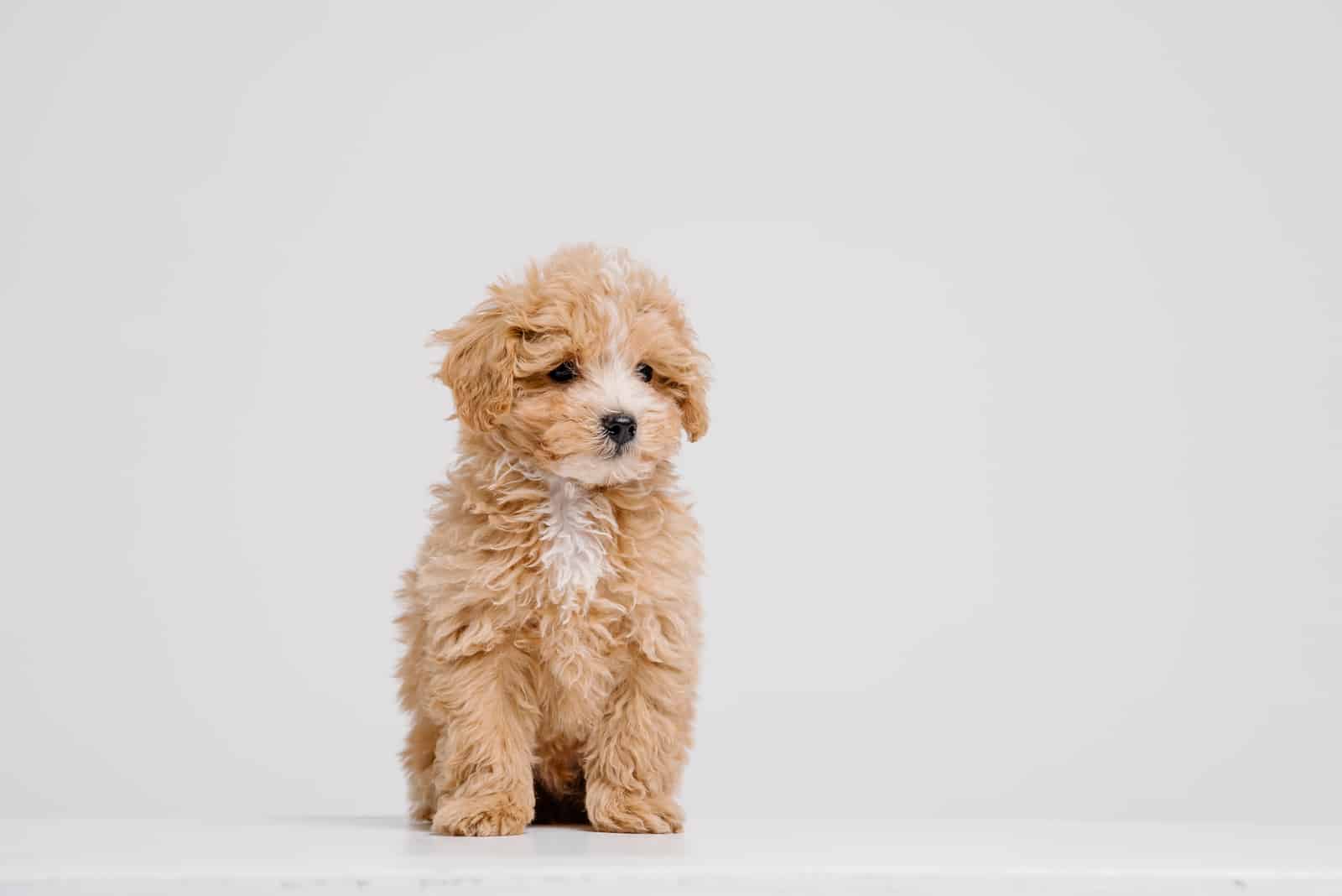 Maltipoo Growth Chart: How Large Will My Puppy Get?