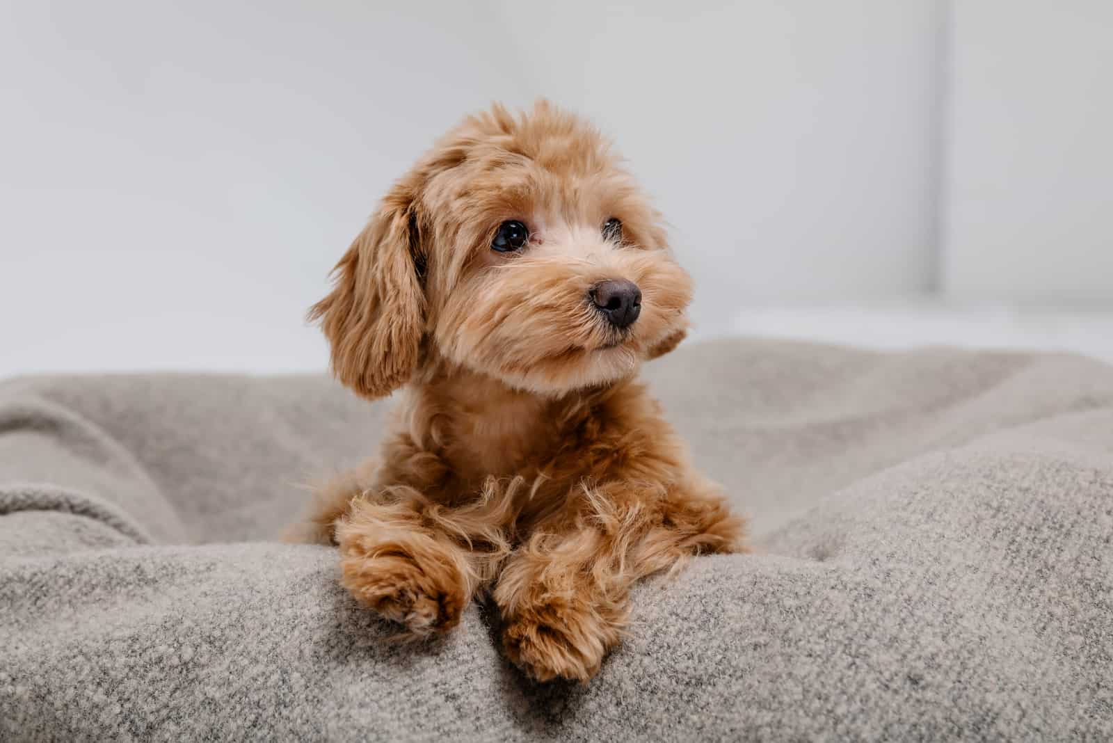 maltipoo in a dog bed