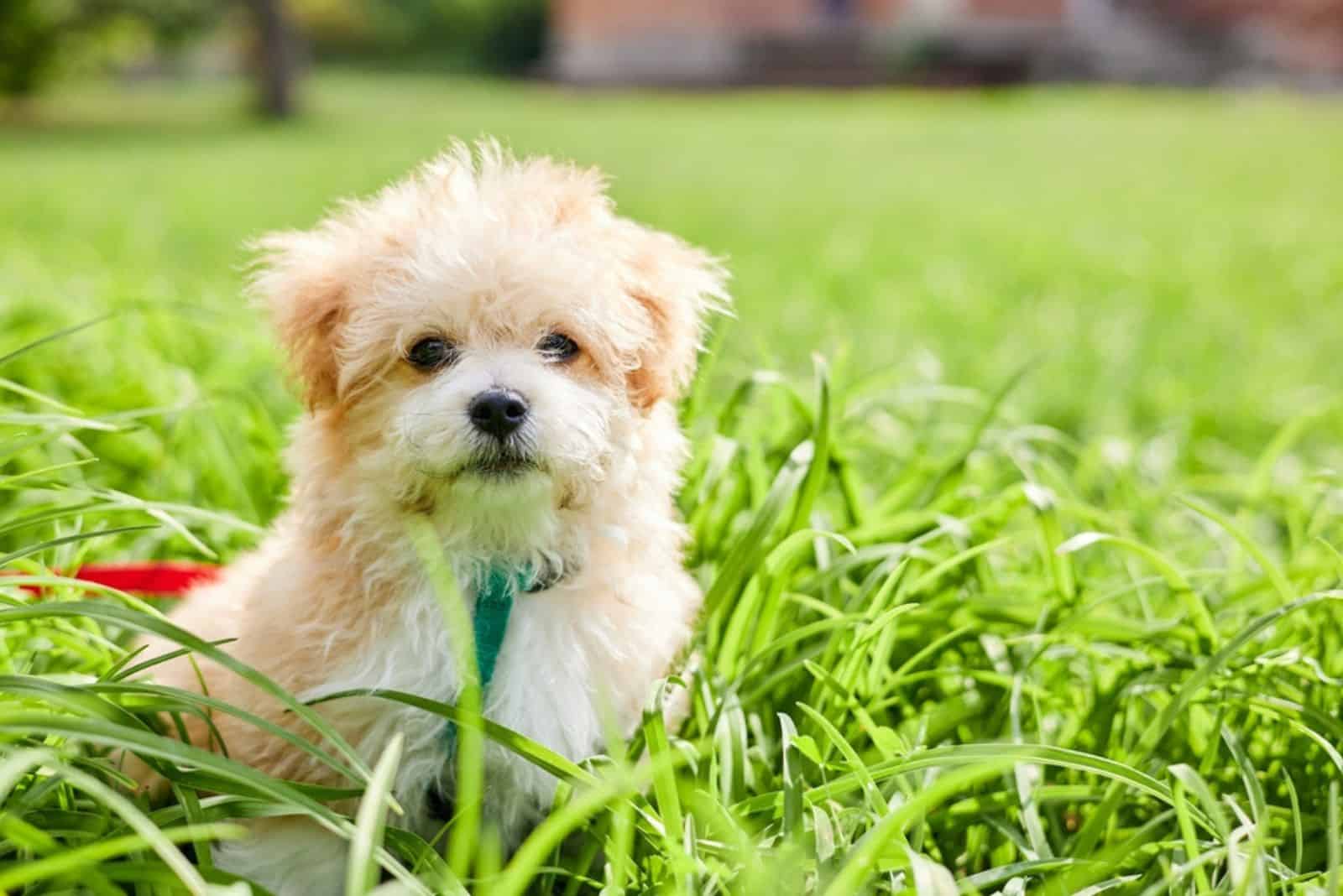 maltipoo in a green grass