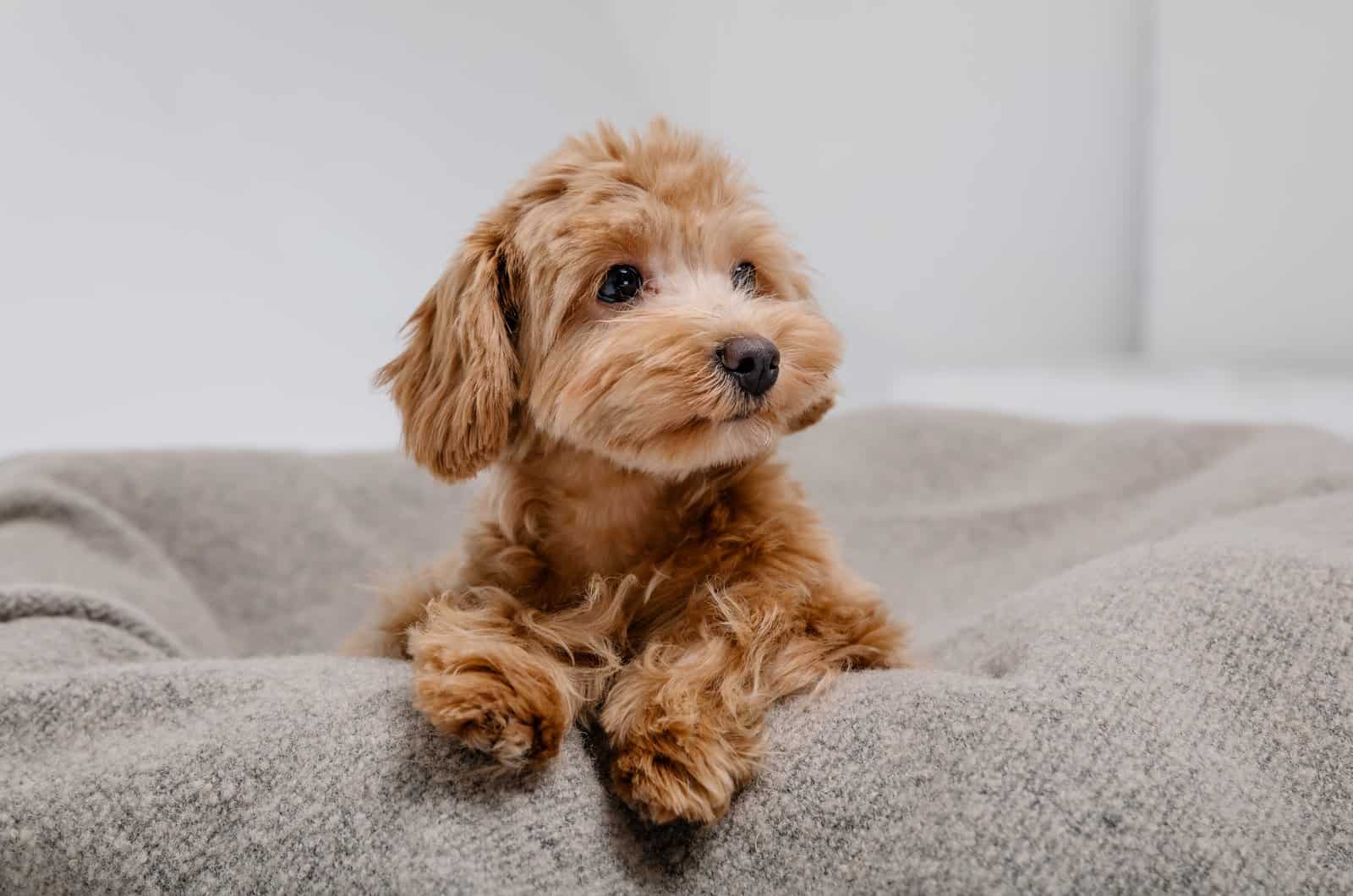 maltipoo in his grey bed