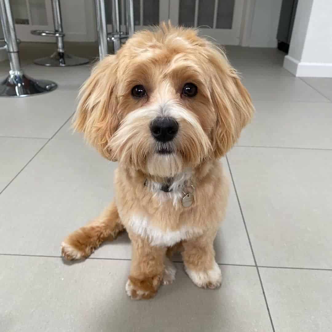 maltipoo is sitting and looking at the camera