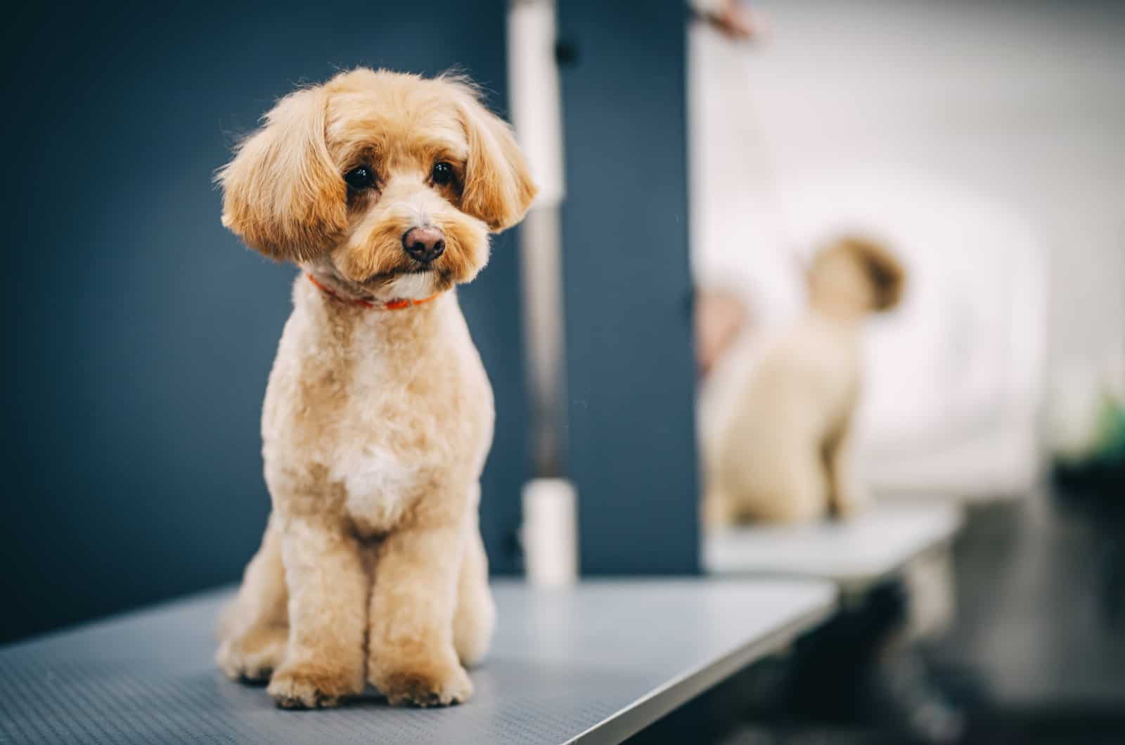 maltipoo is standing on the sucking table