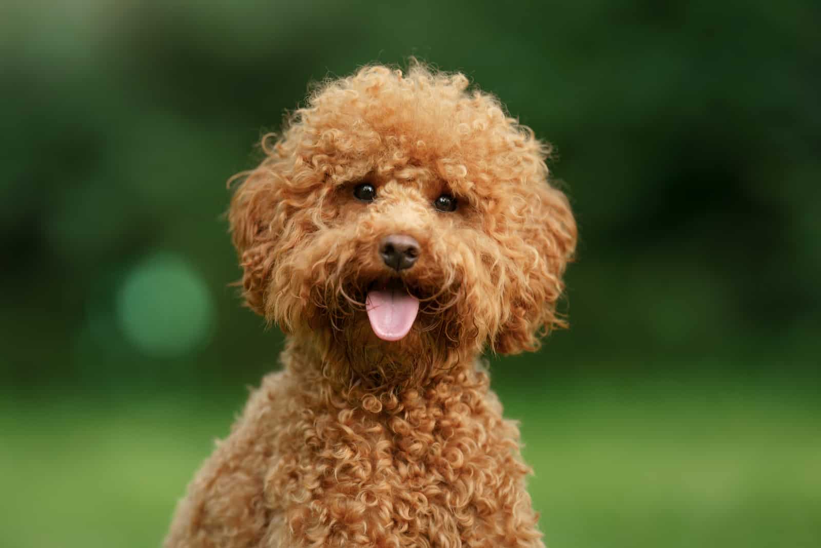 maltipoo posing for camera