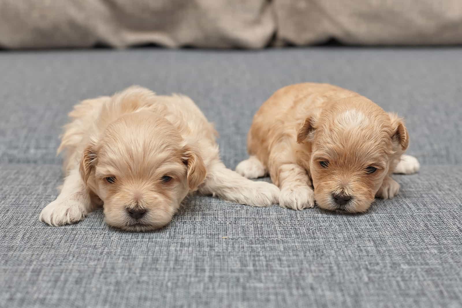 maltipoo puppies sleeping on bed