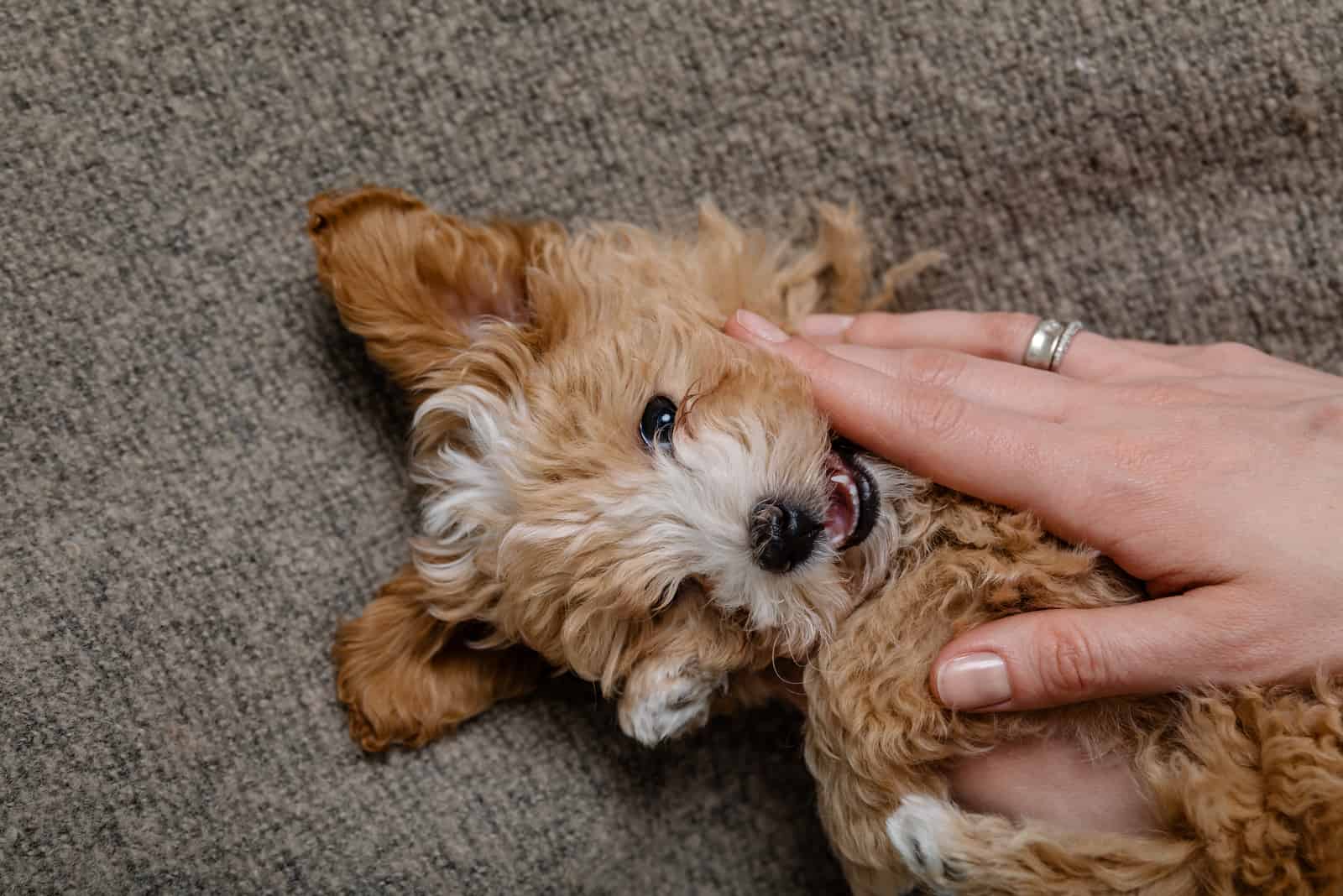 maltipoo puppy lying on back