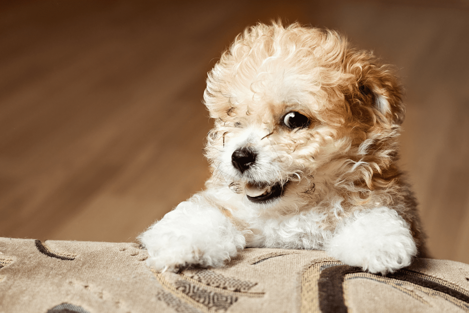 Maltipoo puppy stands on its hind legs