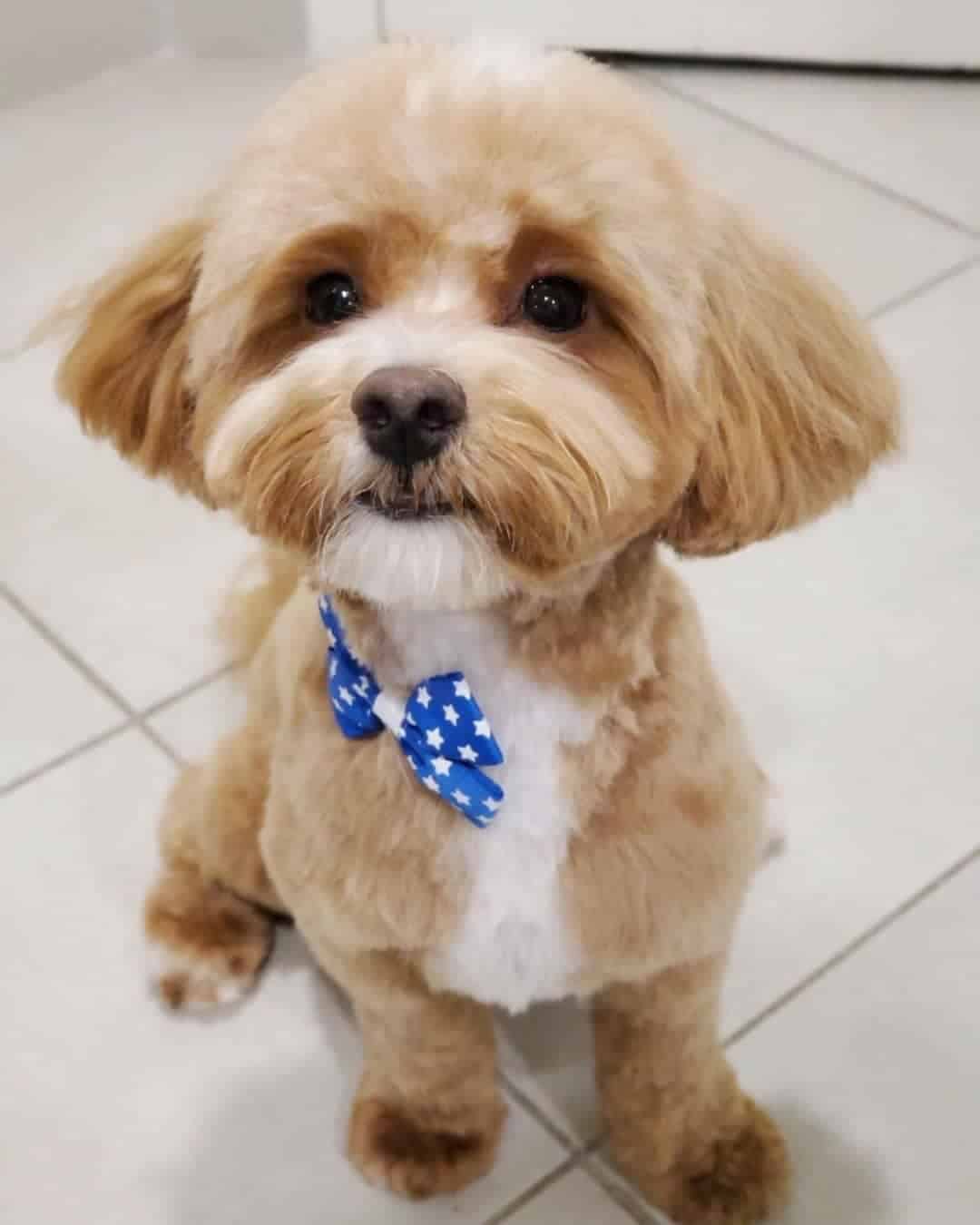 maltipoo sits on tiles