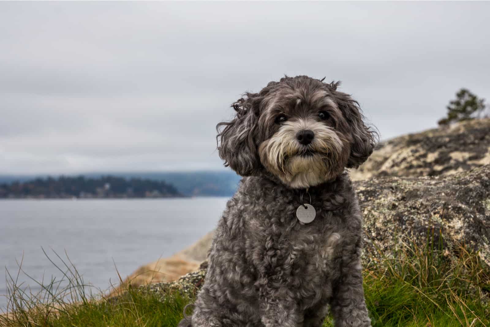 maltipoo sitting by rock