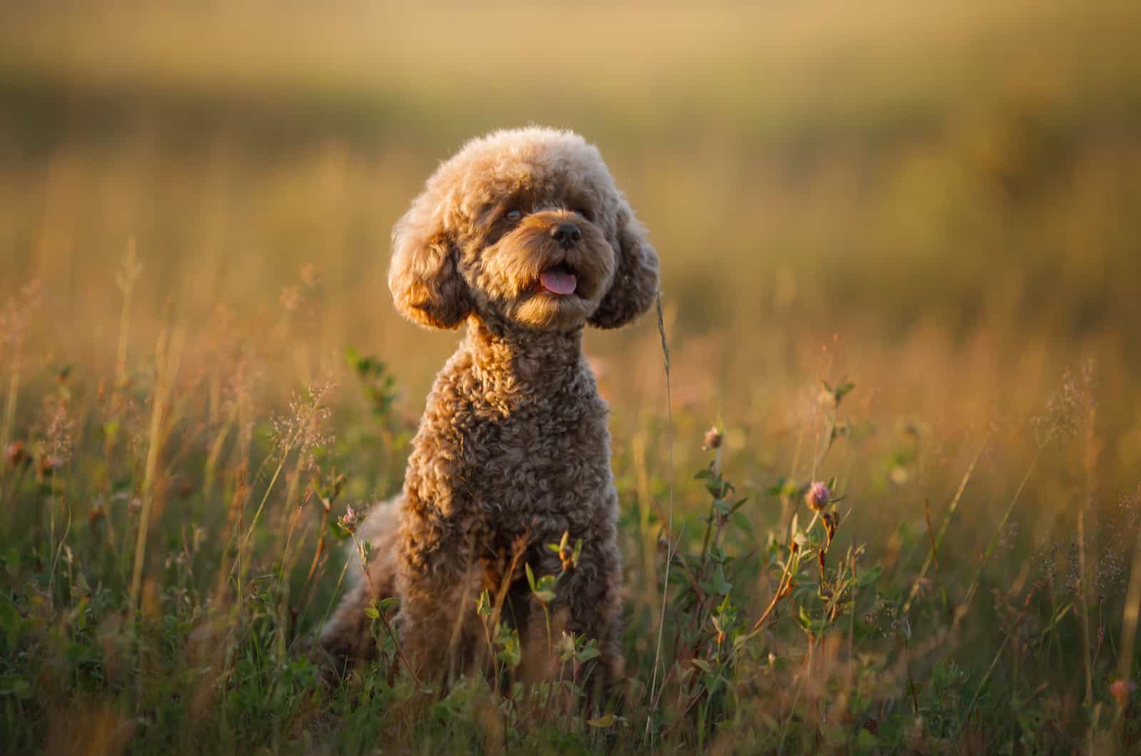 maltipoo sitting in green grass