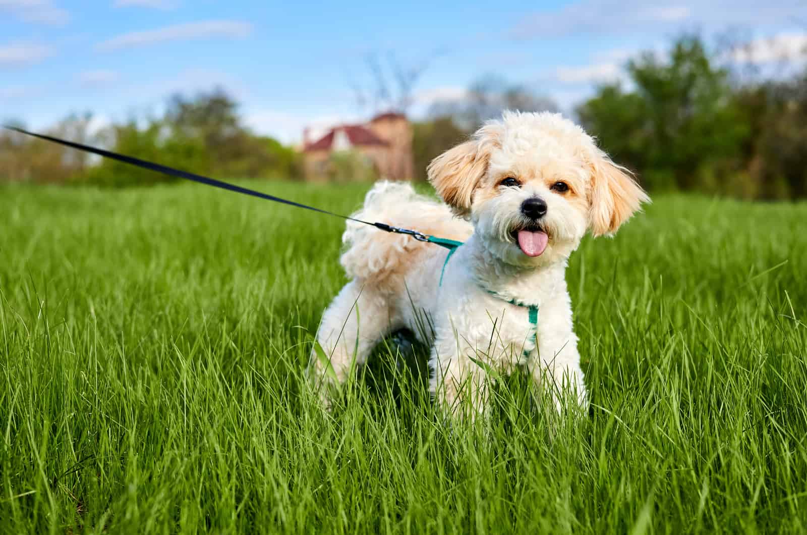 maltipoo standing in green grass