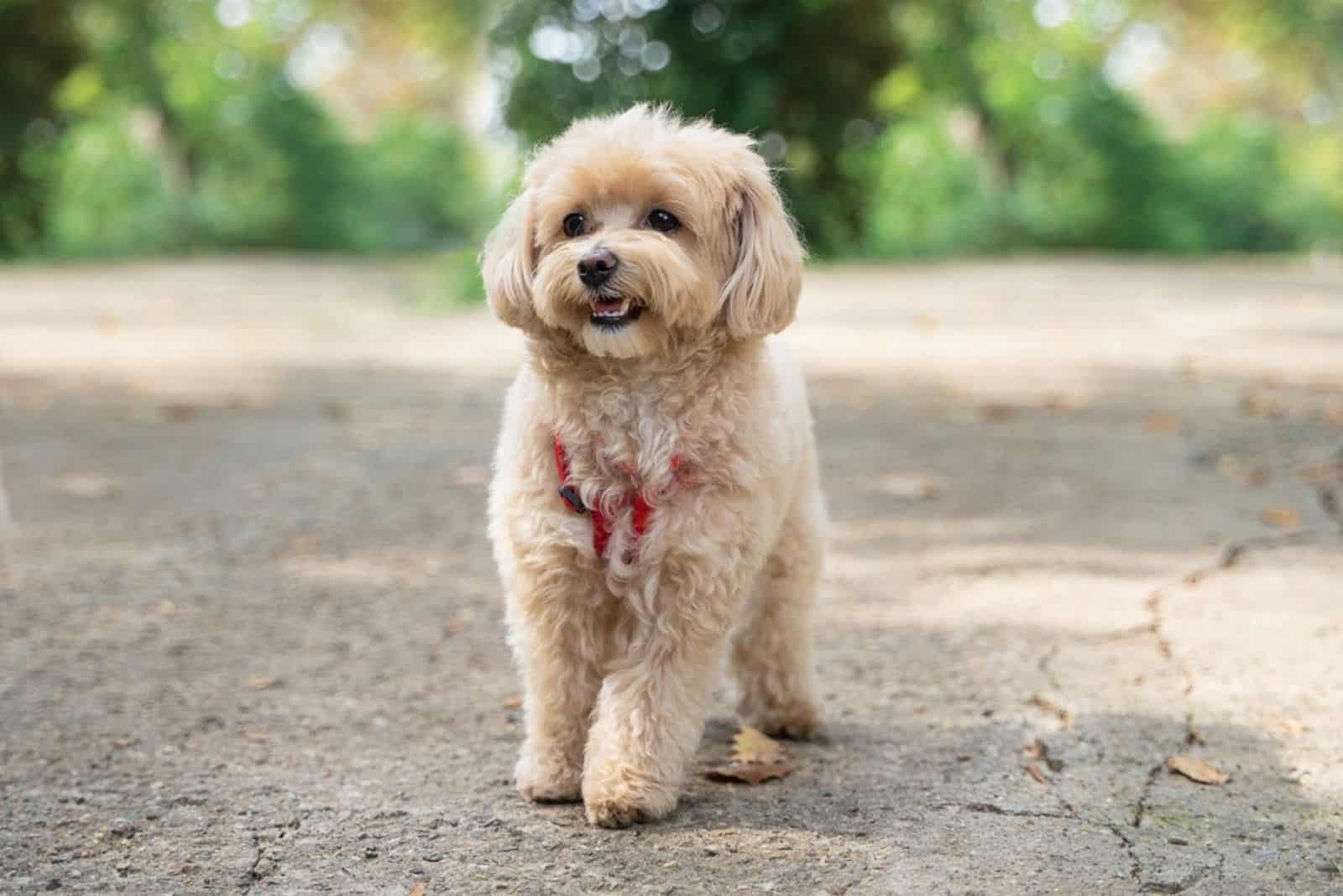 maltipoo standing outdoor