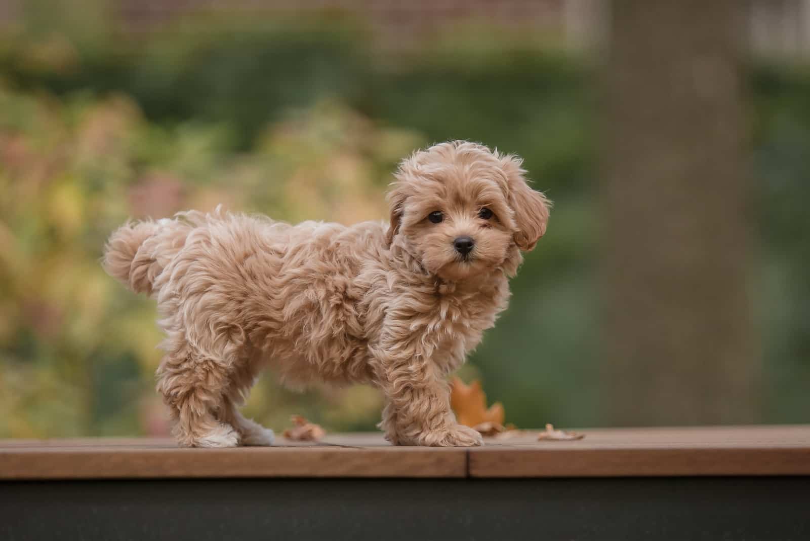 maltipoo standing outside