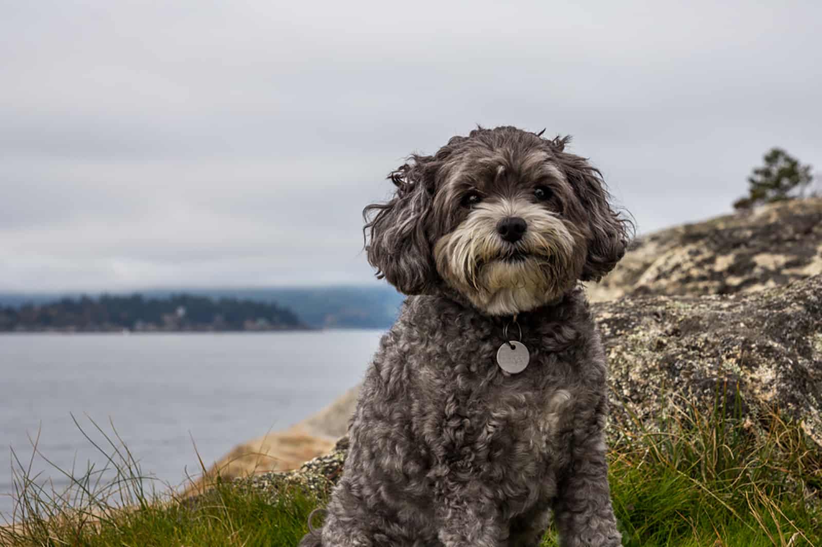 maltipoo dog near the lake