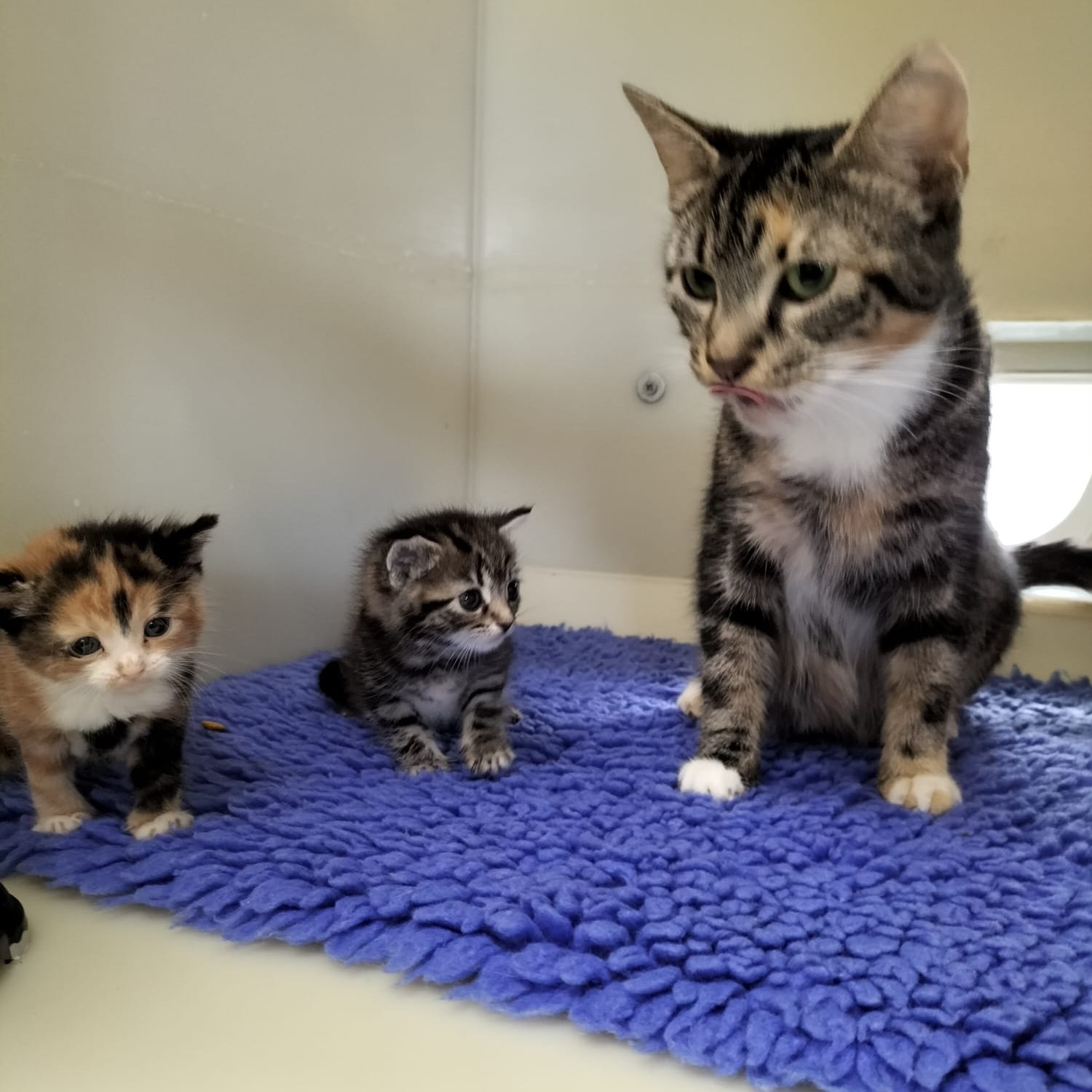 mama cat with her kittens