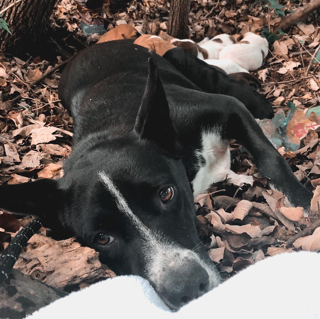 mama dog and puppies in the woods