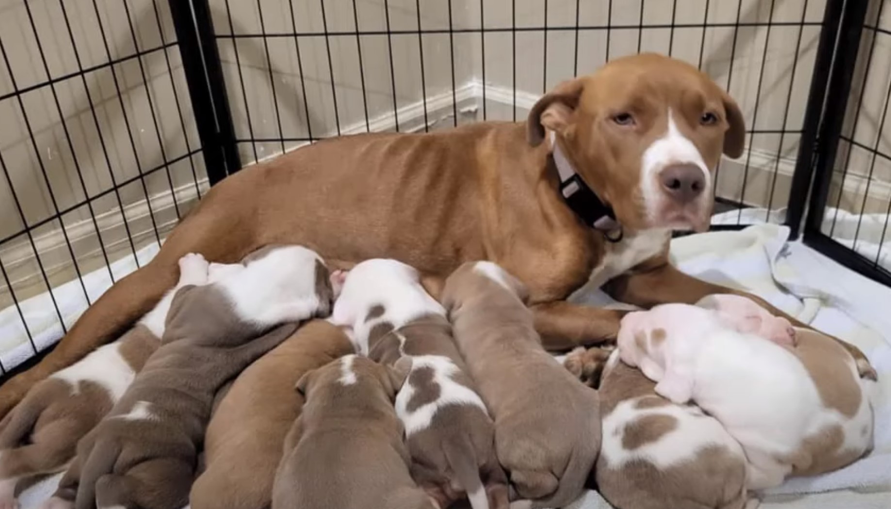 mama dog and puppies