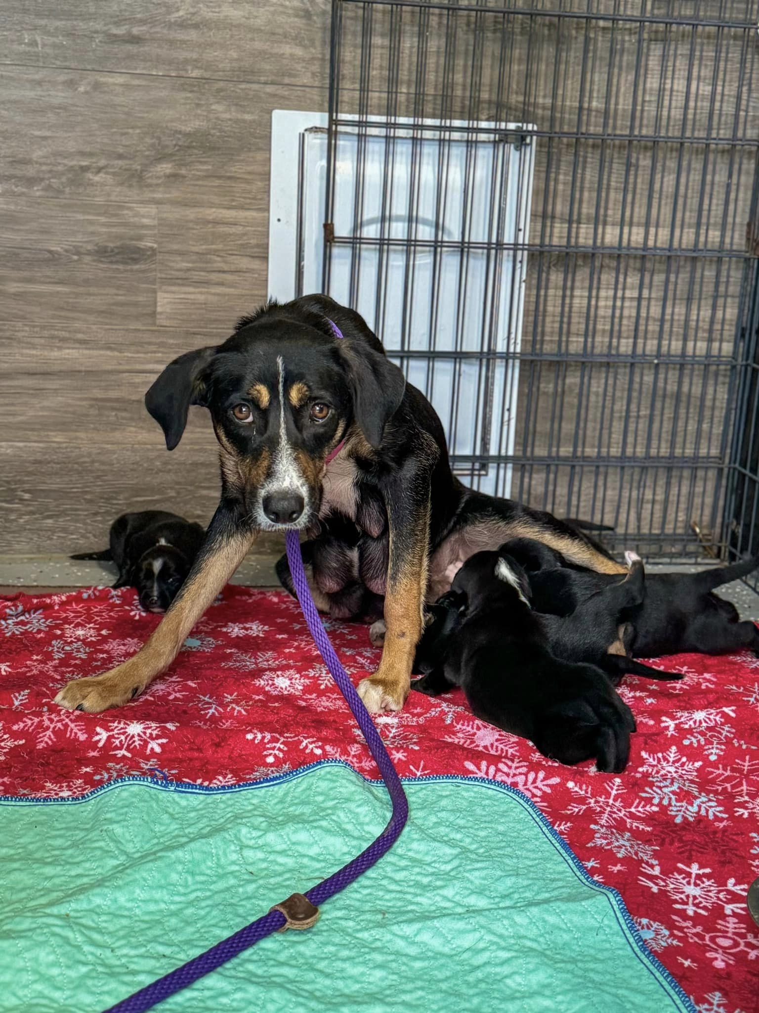 mama dog breastfeeding puppies
