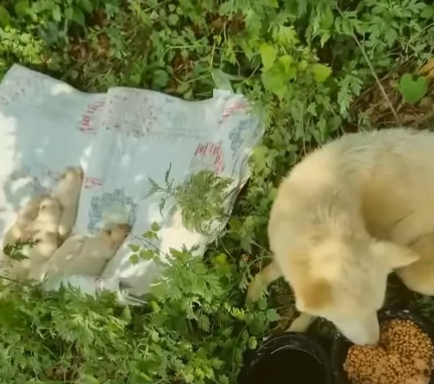 mama dog eating next to puppies