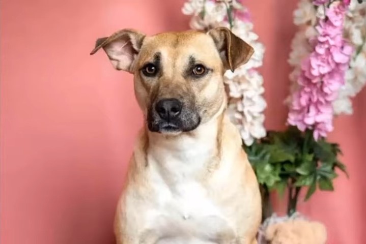 mama dog in front of flowers