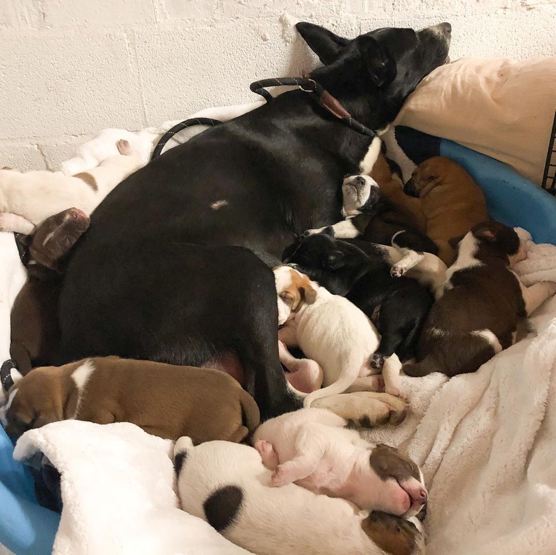 mama dog lying in bed with puppies