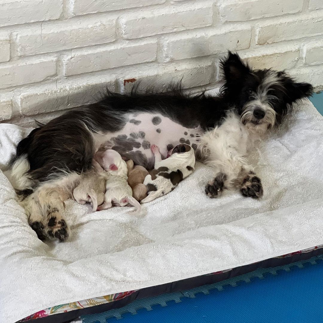 mama dog nursing her puppies