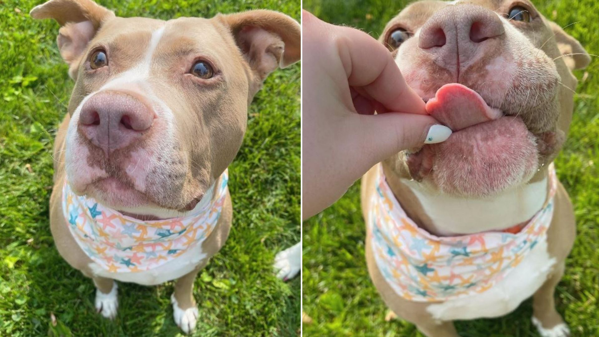 Cruelly Abandoned Pittie Starts Smiling Again After Getting A New Home