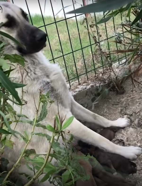 mama dog with orphan puppies