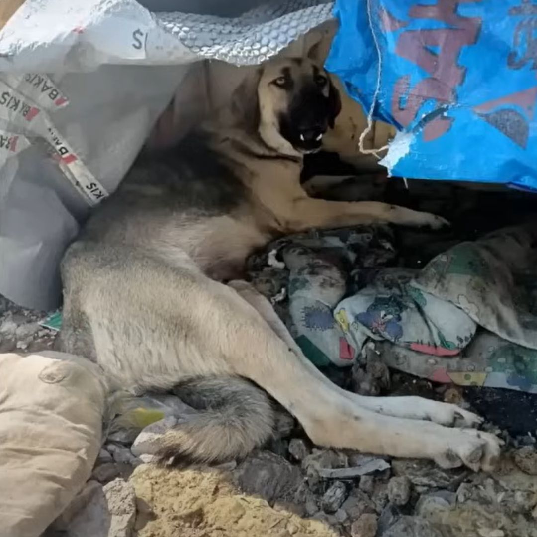 mama dog with puppies left