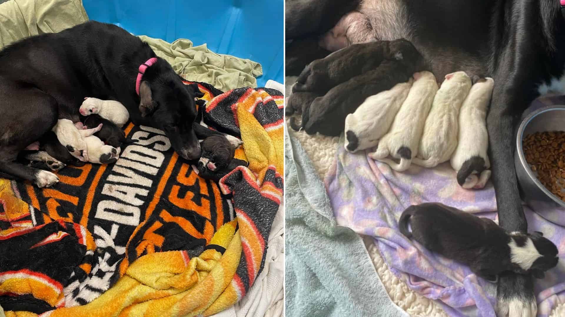 This Great Dane Mix Mom Adds One More Baby To Her Litter, And It Isn’t A Puppy