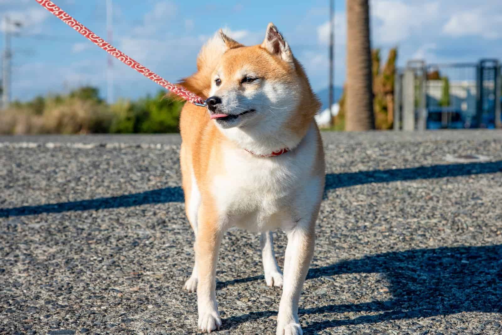 Mame Shiba Inu – A Mini Shiba Inu Or A Whole New Breed?