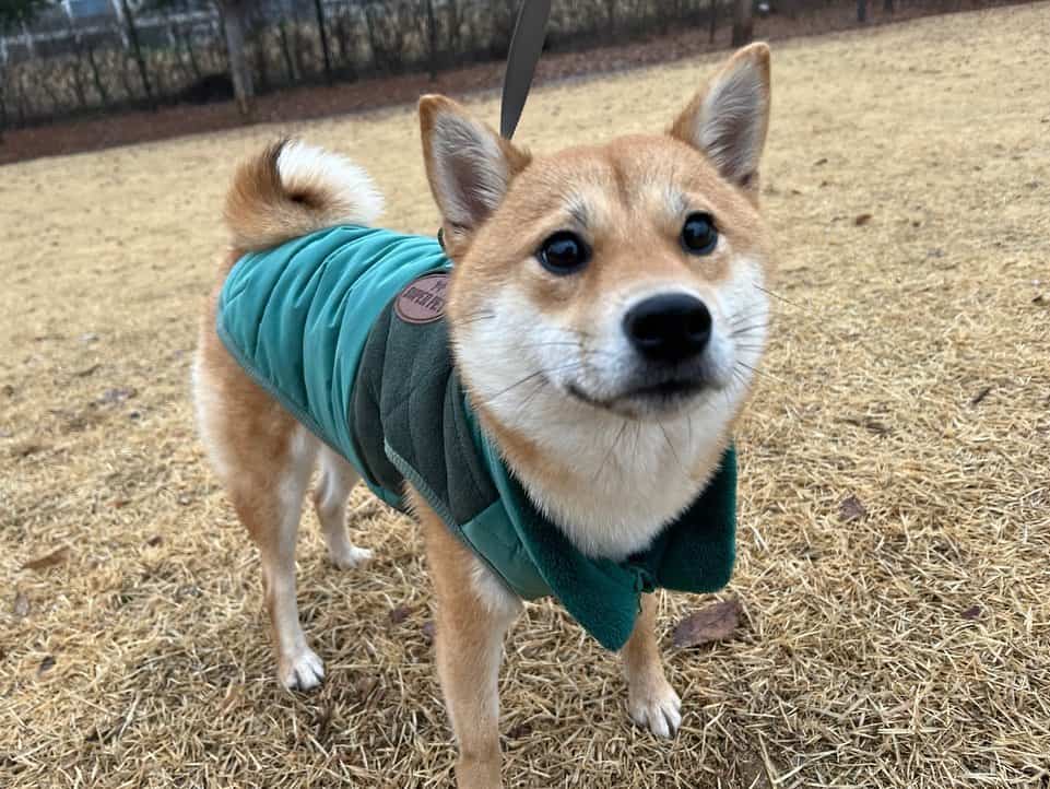 Mame Shiba Inu standing outside looking at camera