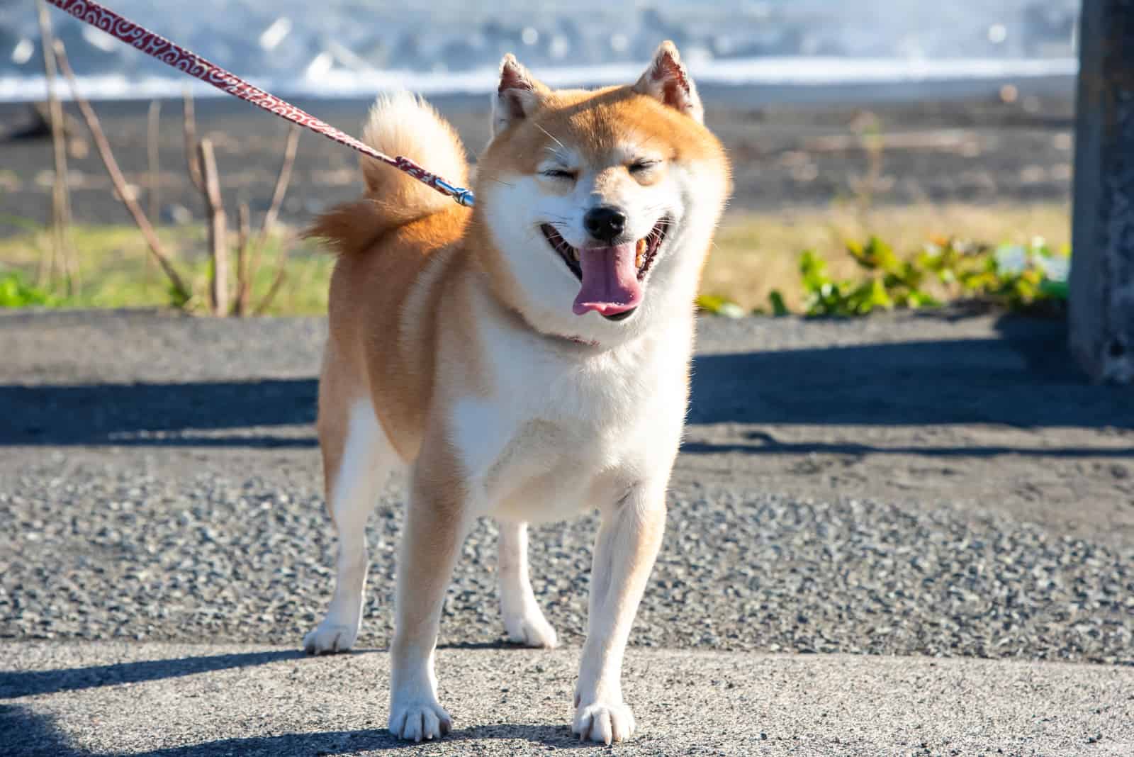 Mame Shiba Inu standing outside on side of road