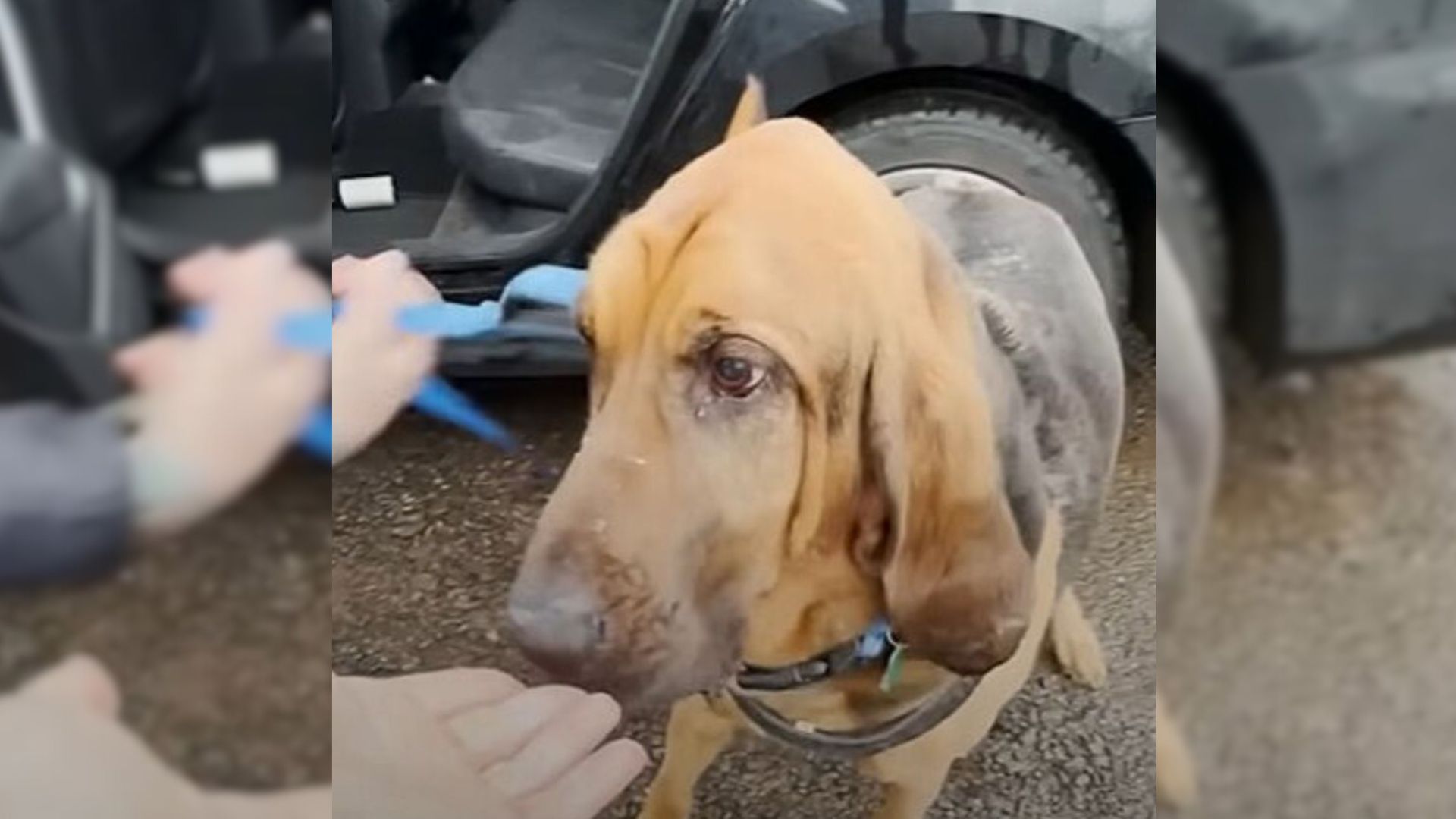 Sweet Dog Learns How To Be Happy Again In New Oregon Home After Losing His Best Friend