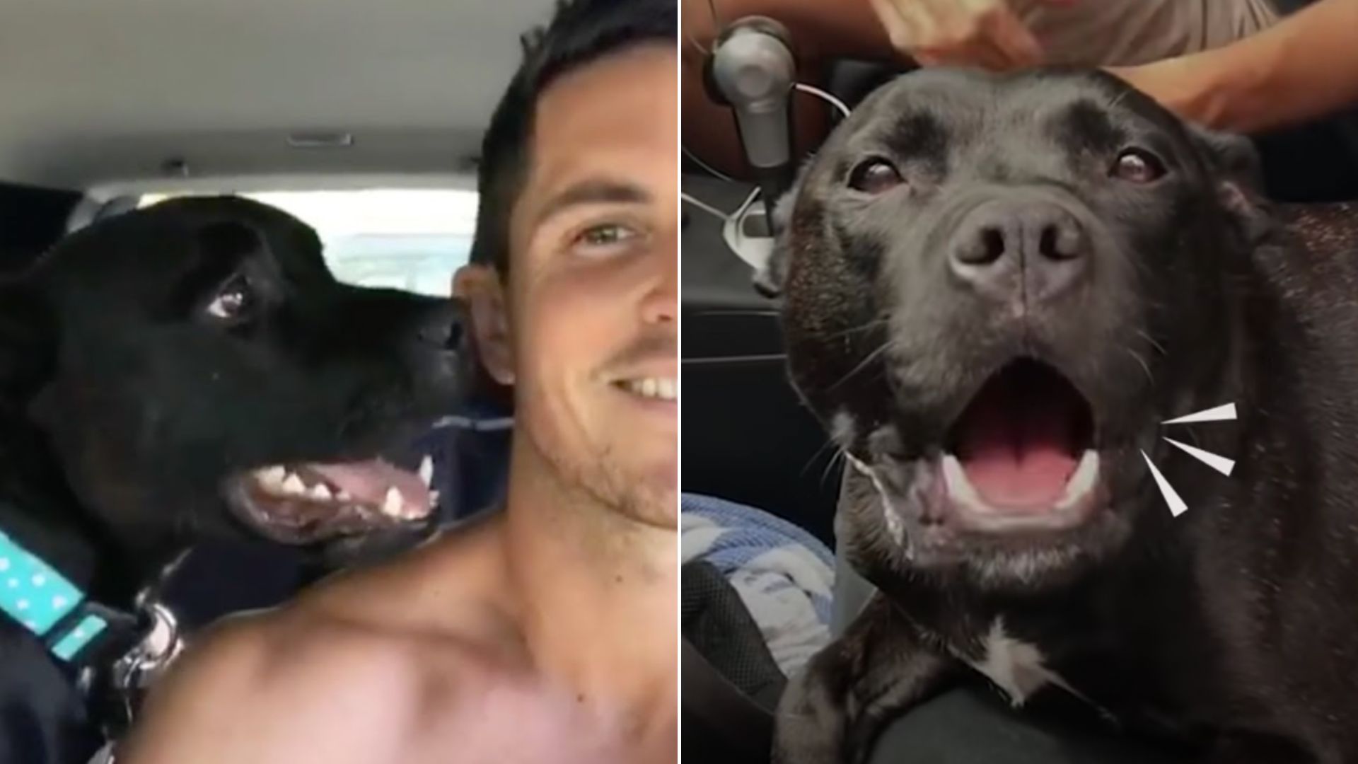 Man Adopts A Charming Dog With A Very Unique Bark