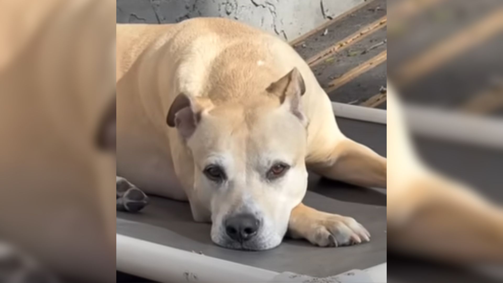 Family Found The Most Perfect Dog And Then Learned His Heartbreaking Secret