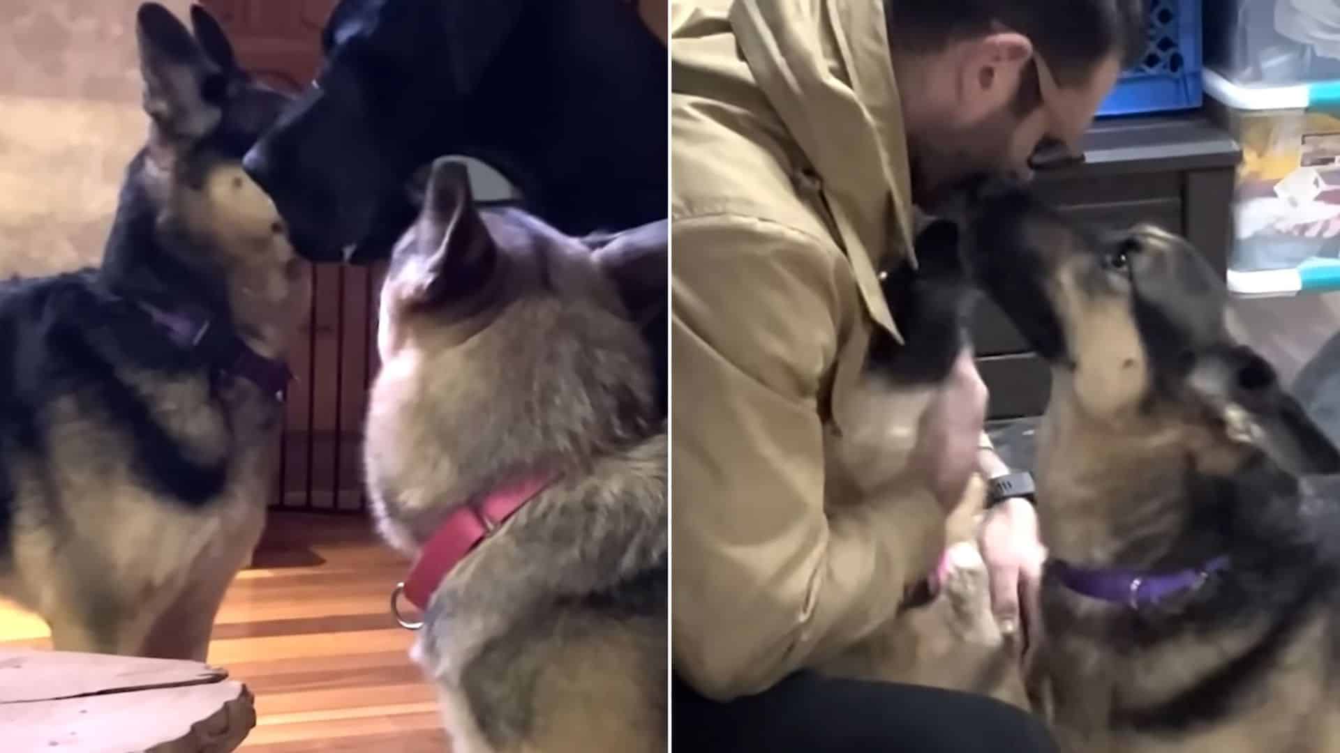 Two Stray GSD BFFs Step Into Their New Lives Together